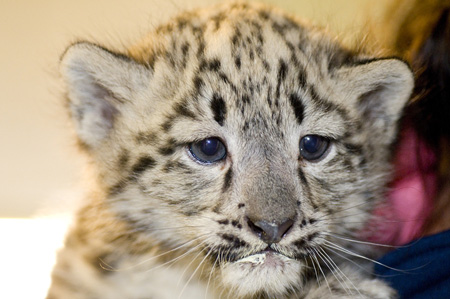 snow leopard pictures. The snow leopard cubs that
