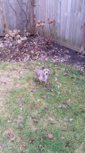 ballard backyard found dog danielle goodwin anthony