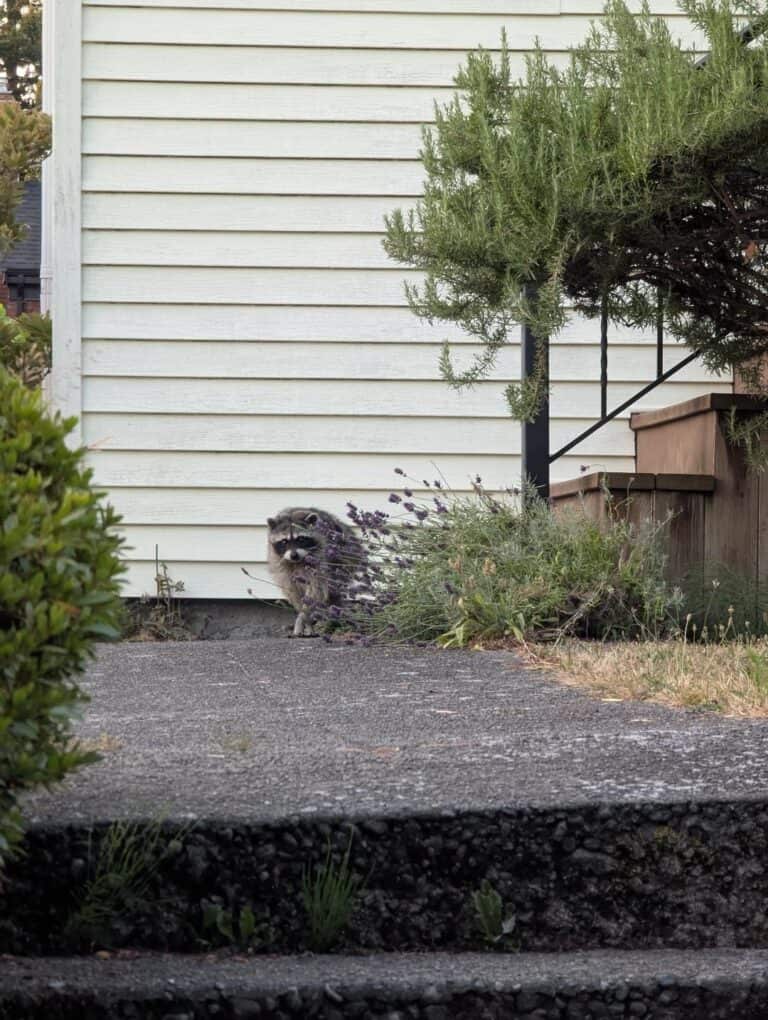 Jimminy Racoon Meet Jimothy, the short-spined raccoon from Ballard