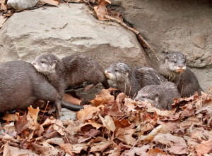 Asian Small Clawed Otter Pups Dennis Dow 3-14