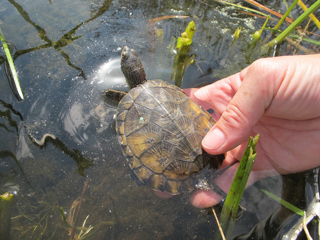 Pond Turtle Release Kirsten Pisto 8-13