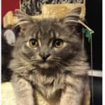 Screen Shot 2015-06-17 at 1.29.44 PM