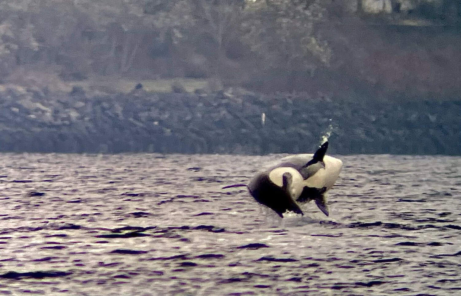 Orca breaching