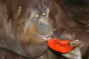 Valentine's Day orangutan high res Ryan Hawk