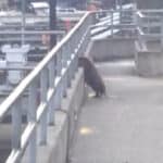 beaver