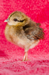 Rare Edwards' pheasant, 8 days old, hatched May 21, 2014