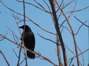 file_crow