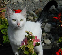 flowercat