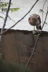 hawk2