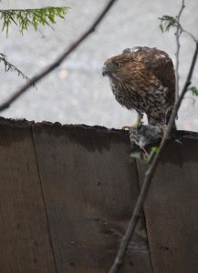 hawk3