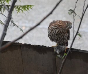 hawk4