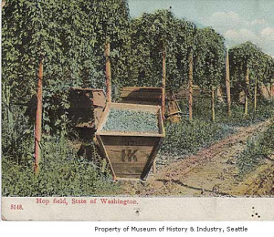 (1905) Hop field, WA/ Photo Museum of History and Industry, Seattle