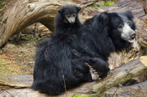 Tasha, Randhir, Kushali, cub, climbing on back